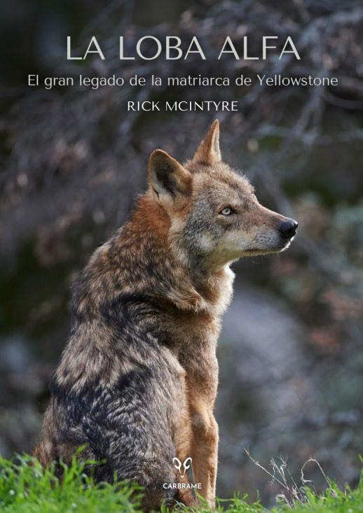 Loba alfa, La | 9788412949001 | Mcintyre, Rick