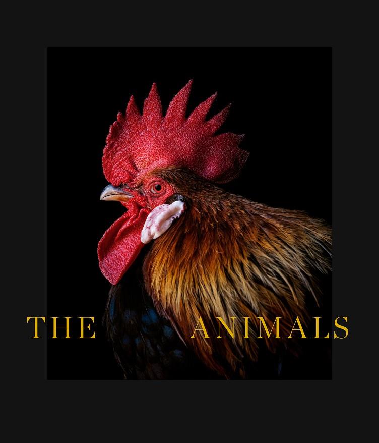 Animals, The | 9788418934063 | Castro, Estela de